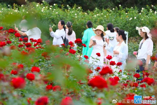 49.ccm澳门开奖和游客三亚被蛇咬身亡与三亚被蛇咬了